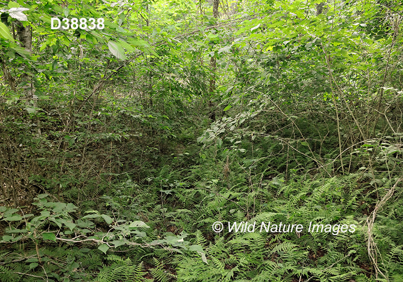 Southeastern Mixed Forests 